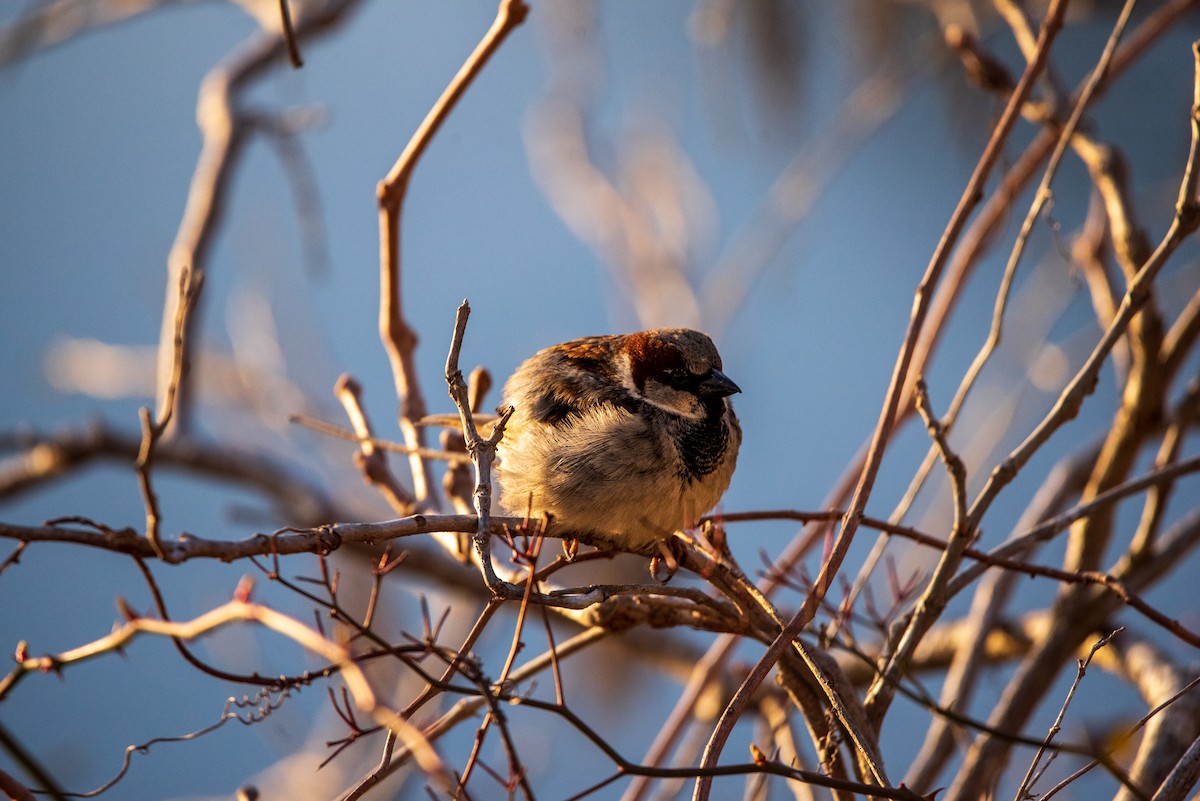 Gorrión Común - ML631854805