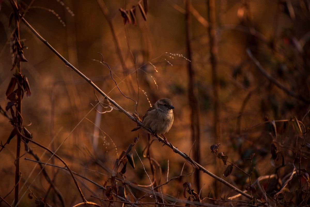 Gorrión Común - ML631854808
