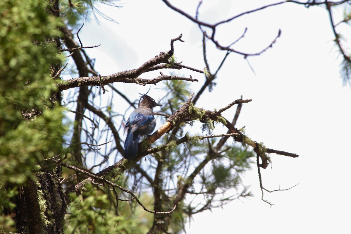 Steller's Jay - ML631855074