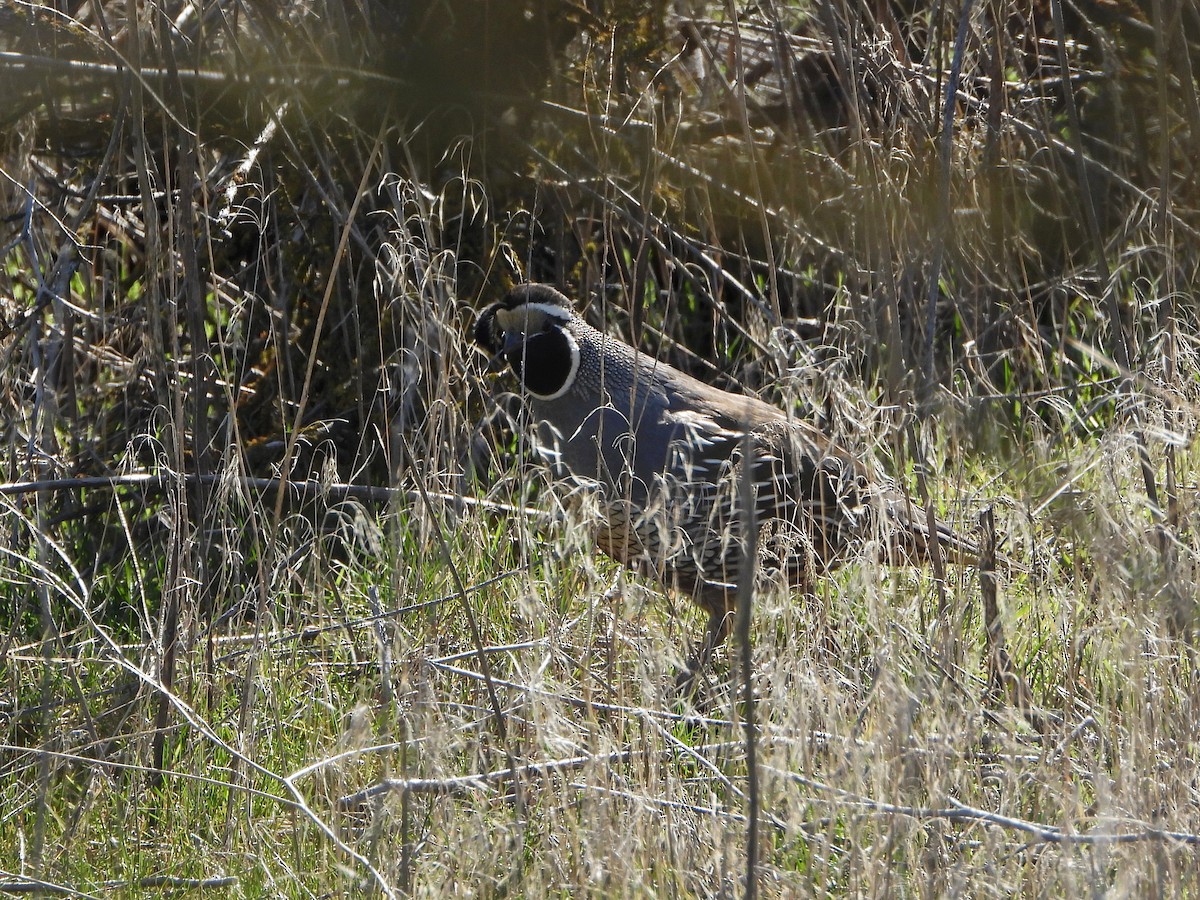 California Quail - ML631855096