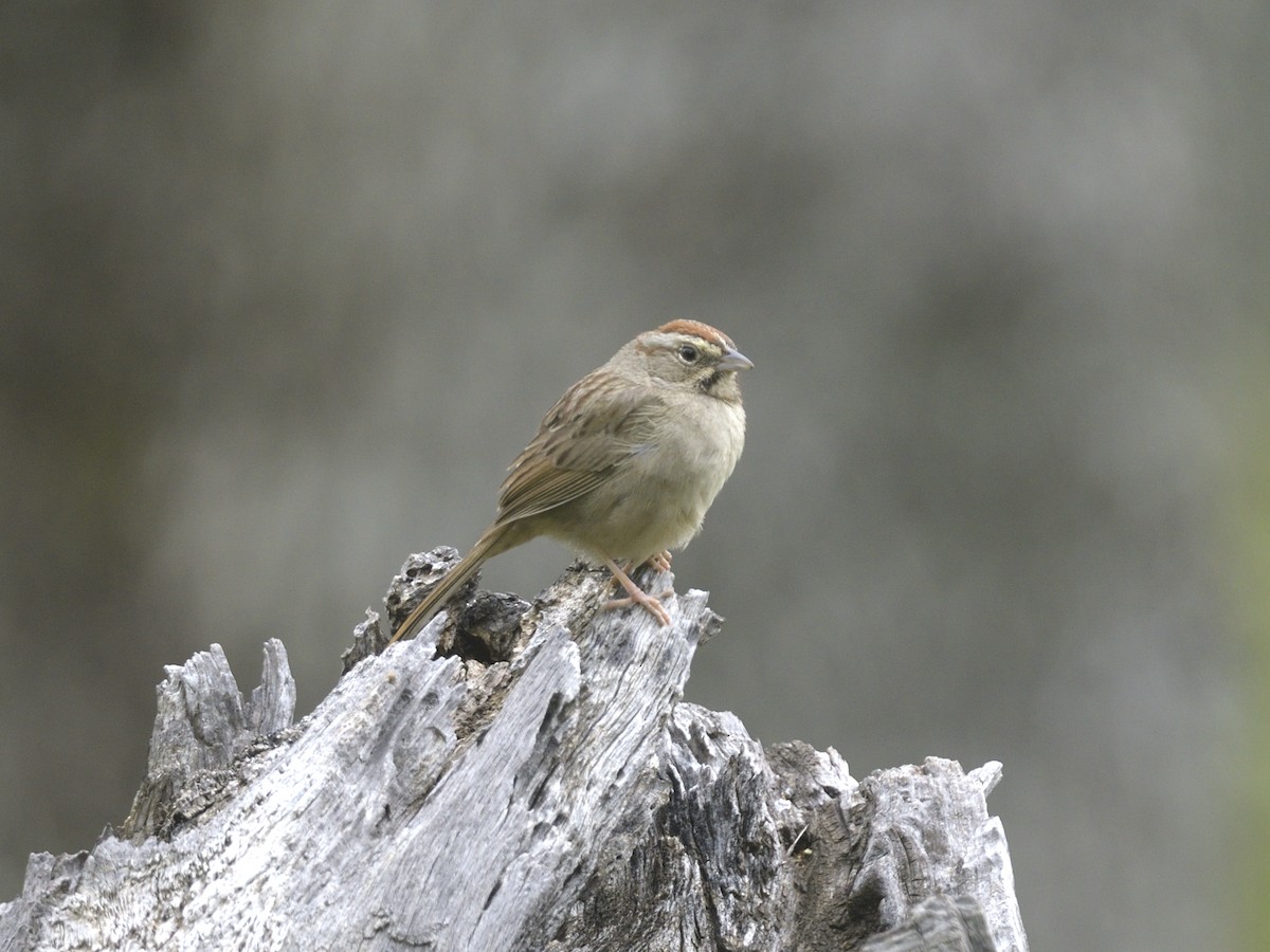 Rufous-crowned Sparrow - ML631855100