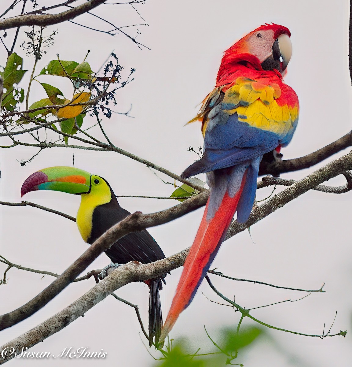 Радужный тукан - ML631855299