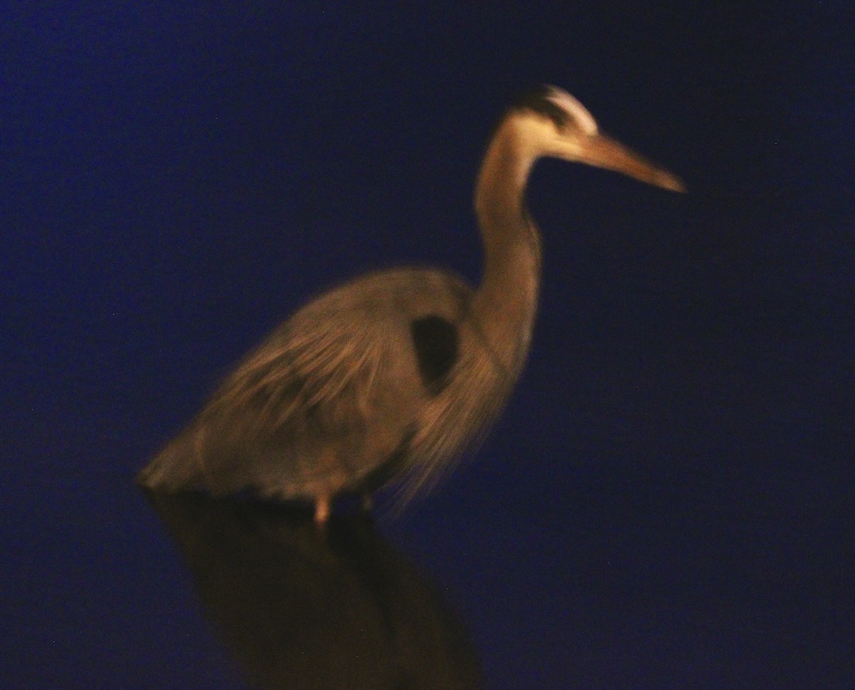 Great Blue Heron - ML631855324