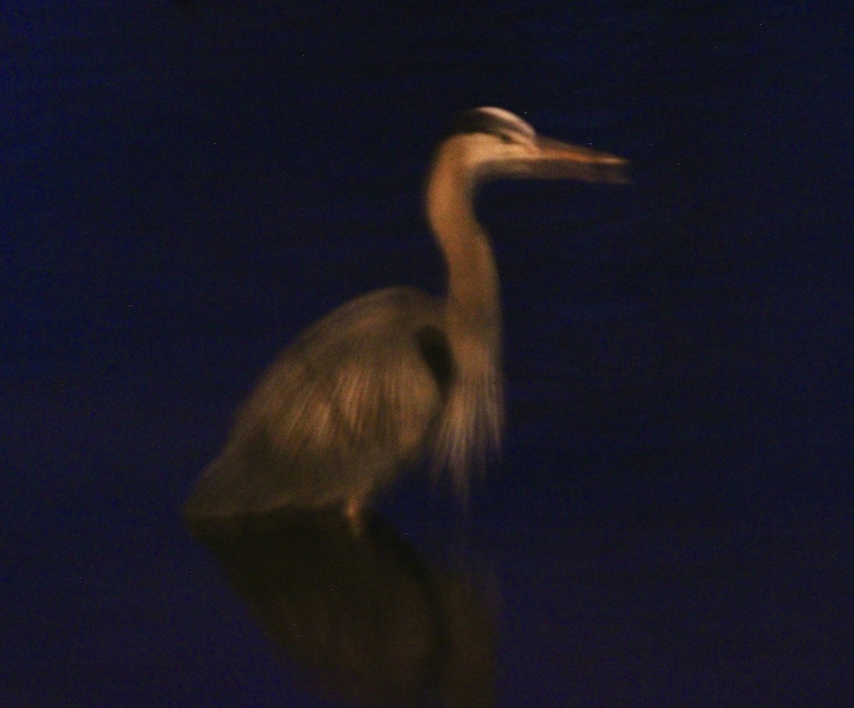 Great Blue Heron - ML631855327