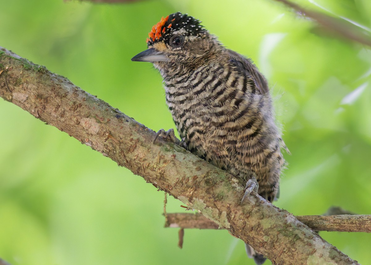 White-barred Piculet - ML631855369