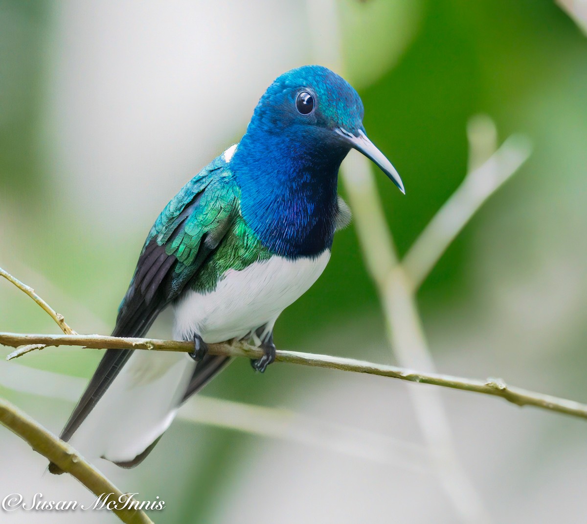 Ошейниковый якобин - ML631855393