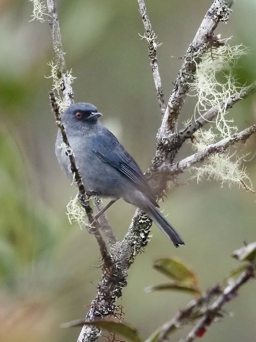Bluish Flowerpiercer - ML631855580