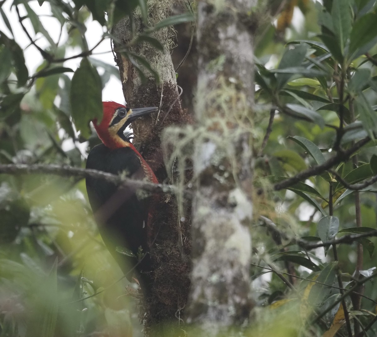 Crimson-bellied Woodpecker - ML631855625