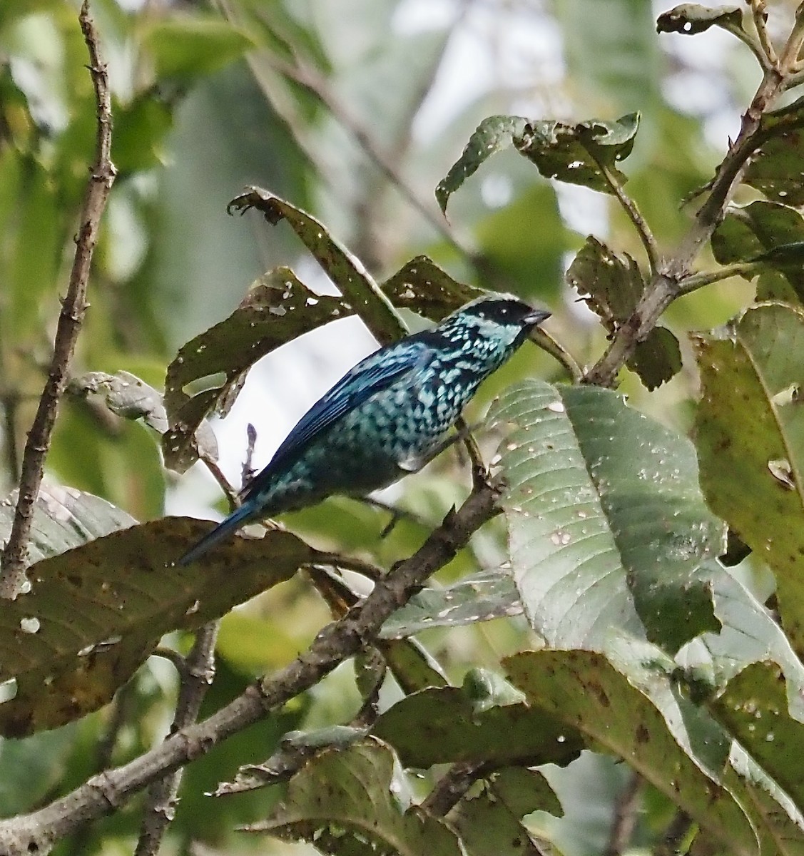 Beryl-spangled Tanager - ML631855690