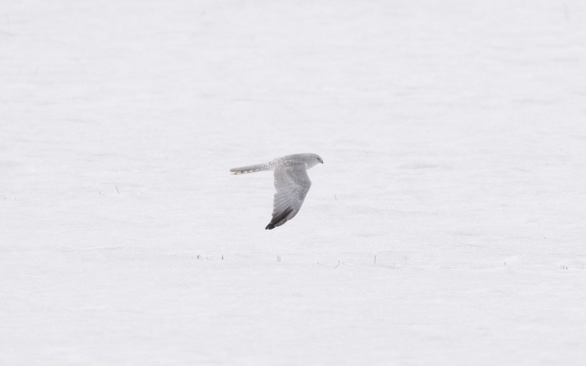 Pallid Harrier - ML631855709