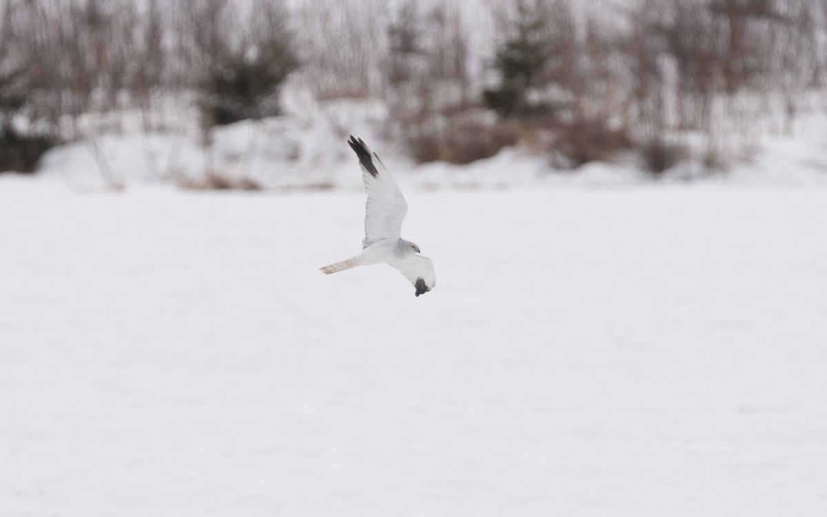 Pallid Harrier - ML631855710