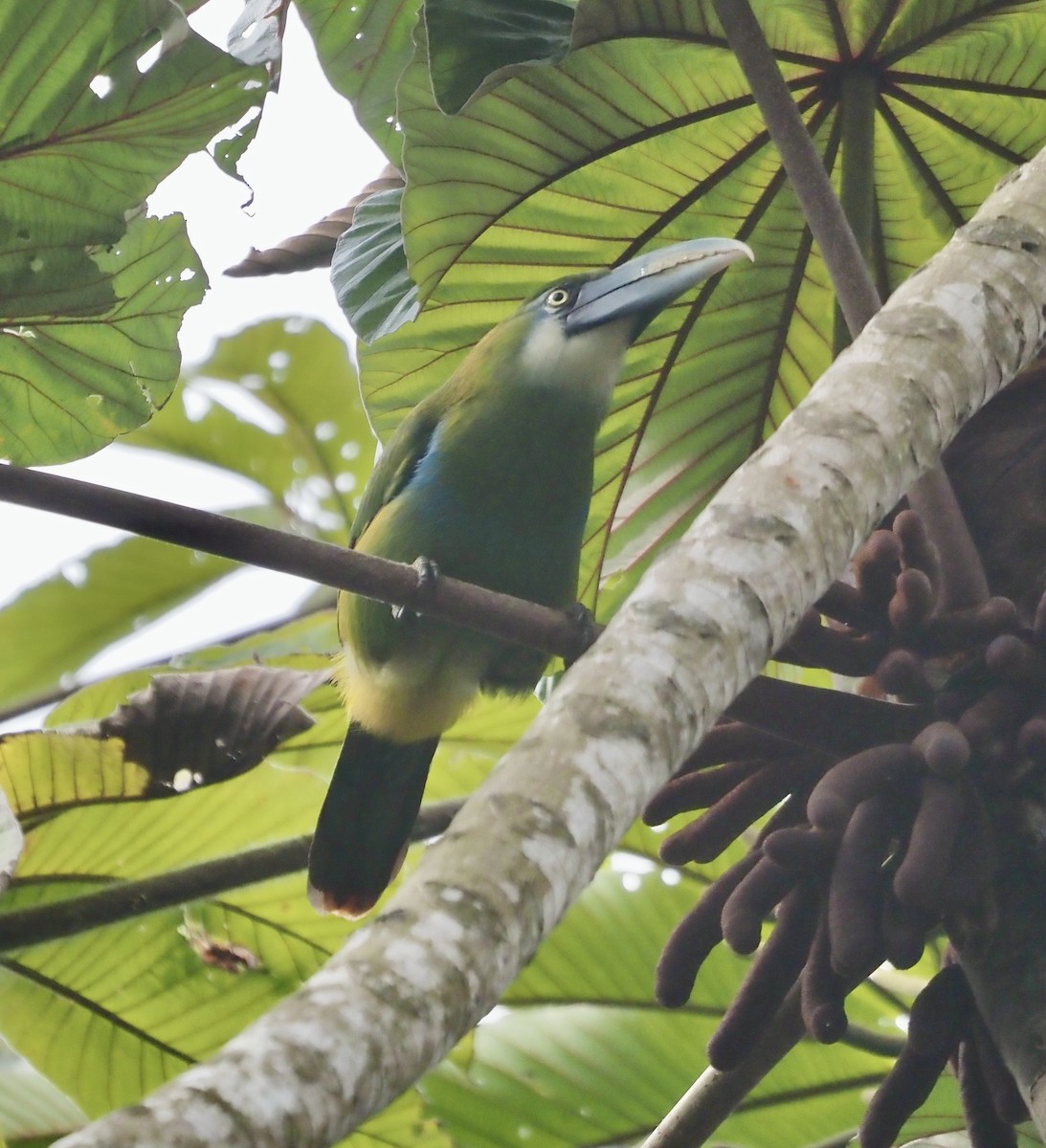Blue-banded Toucanet - ML631855765