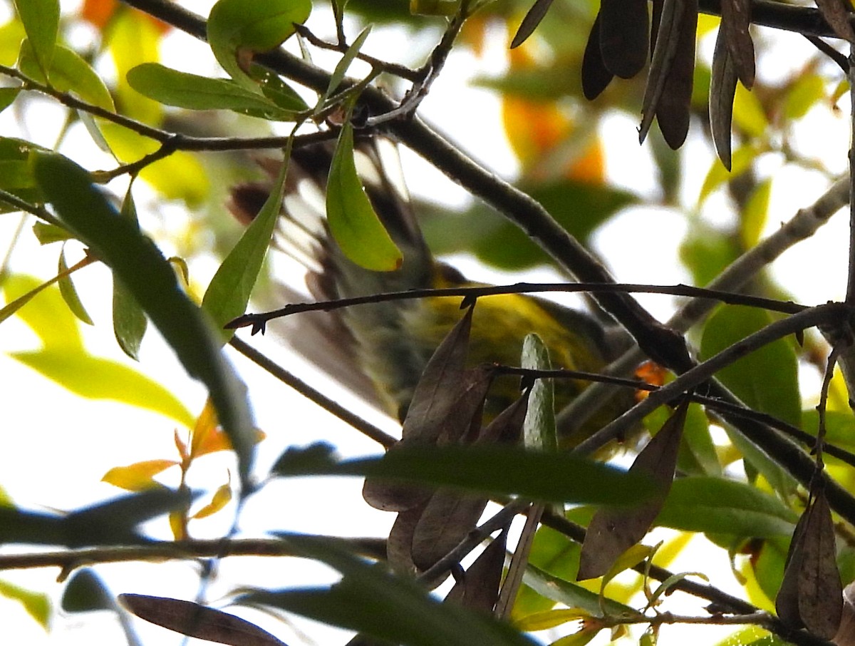 Magnolia Warbler - ML631855801