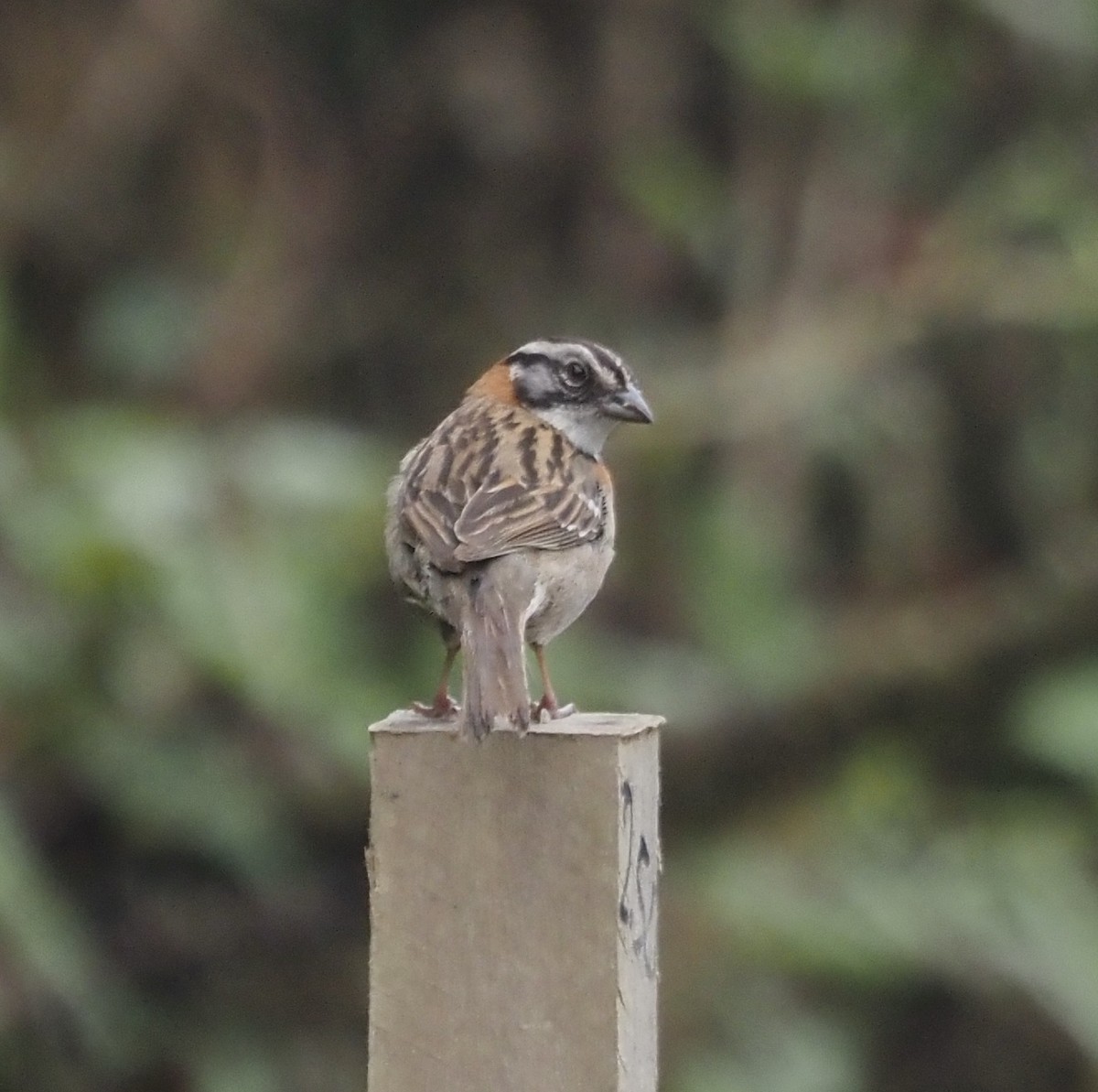 Rufous-collared Sparrow - ML631855811