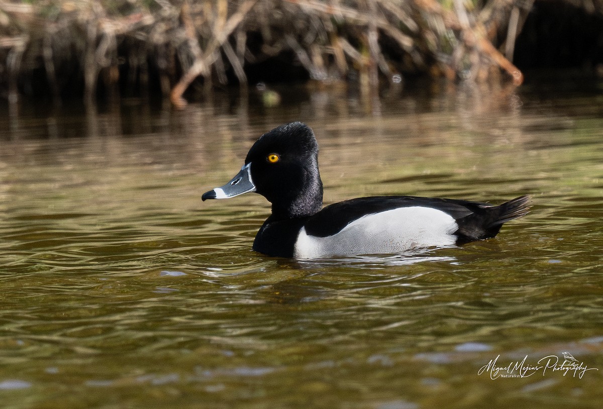 צולל צווארון - ML631855845