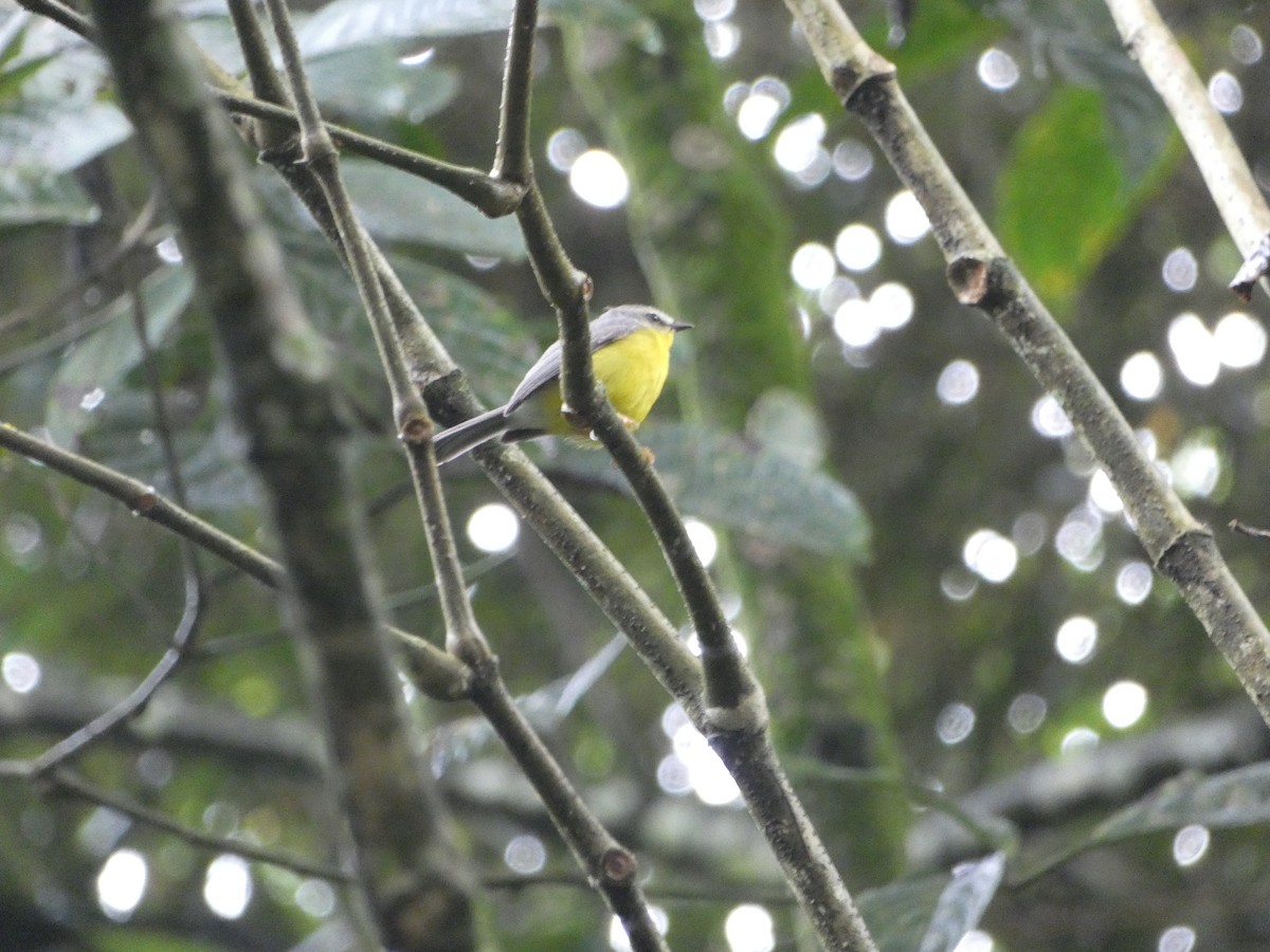 Golden-crowned Warbler - ML631855940