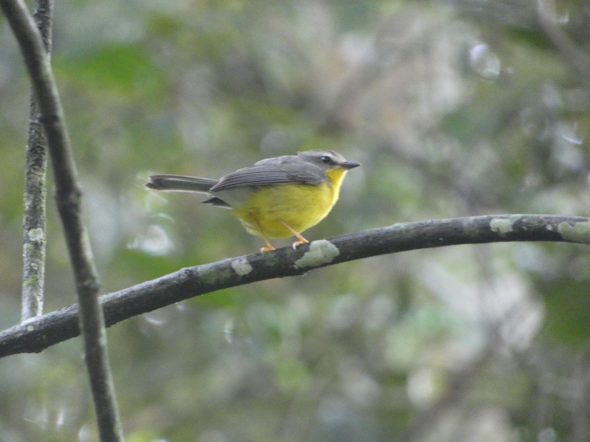 Golden-crowned Warbler - ML631855941