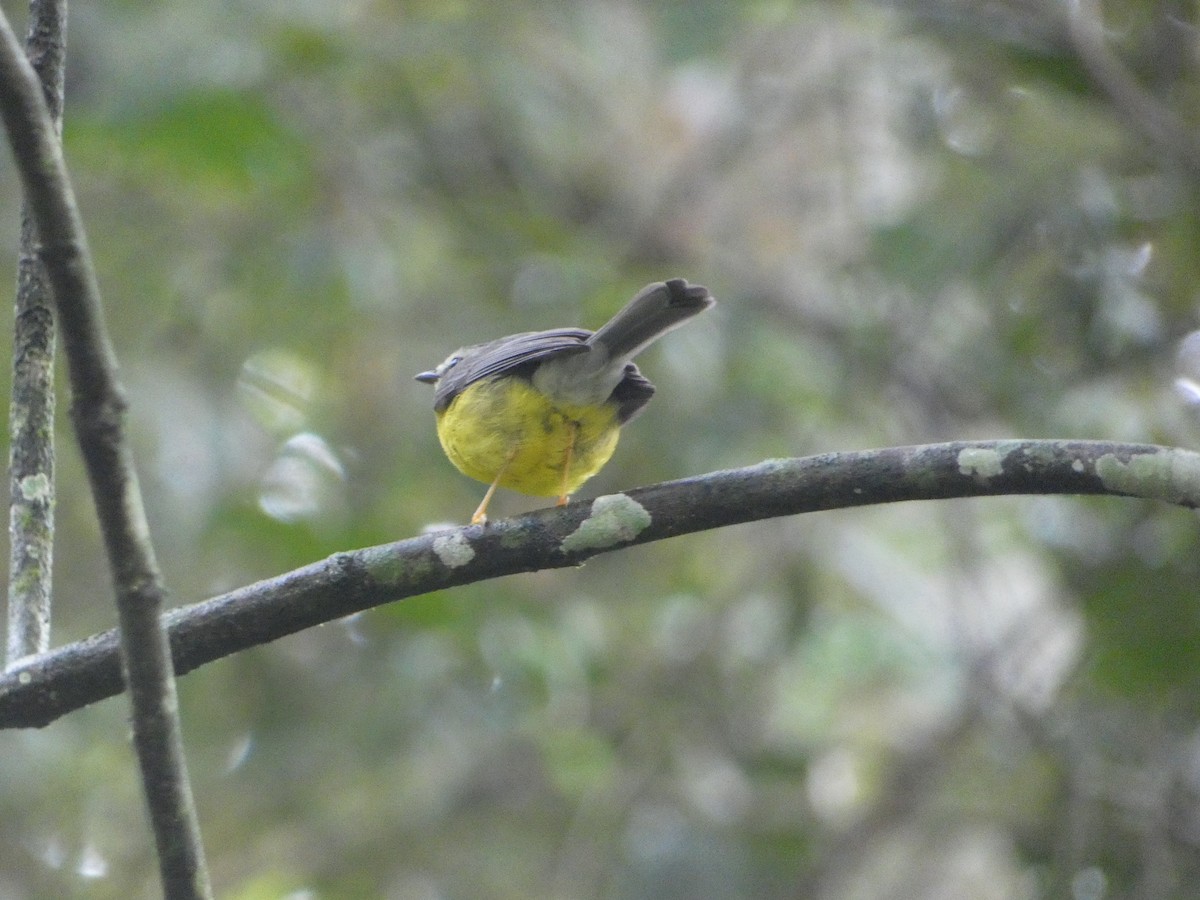 Golden-crowned Warbler - ML631855942