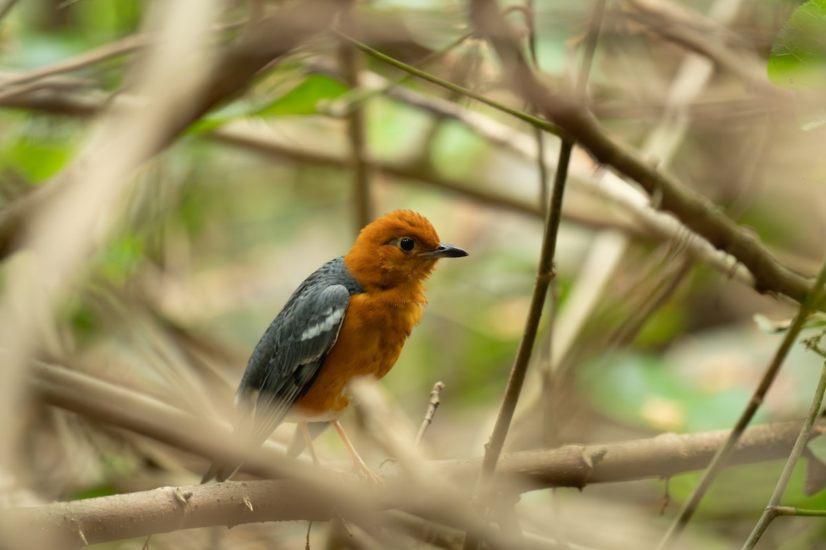 Orange-headed Thrush (Orange-headed) - ML631856015