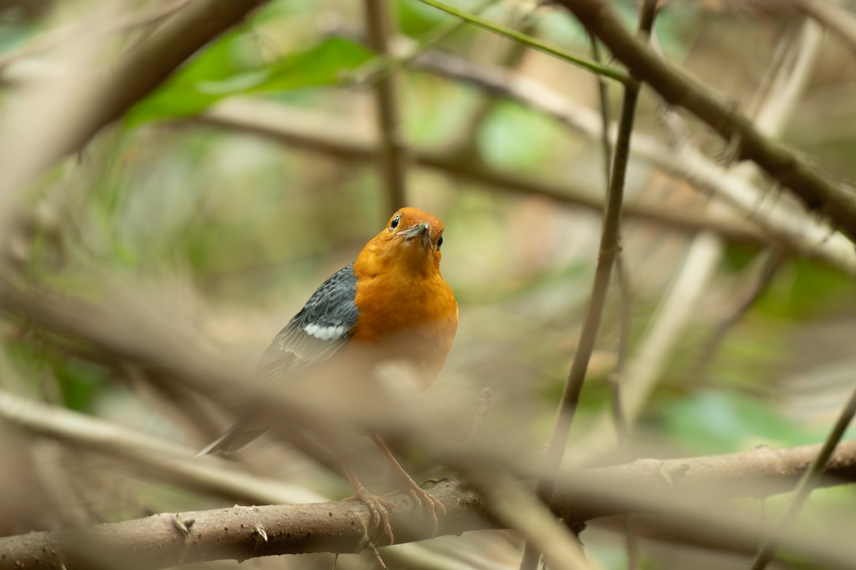 Orange-headed Thrush (Orange-headed) - ML631856035