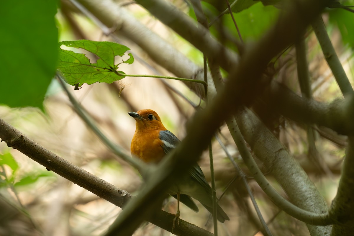 Orange-headed Thrush (Orange-headed) - ML631856036