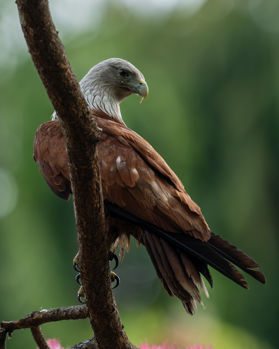 Brahminy Kite - ML631856053