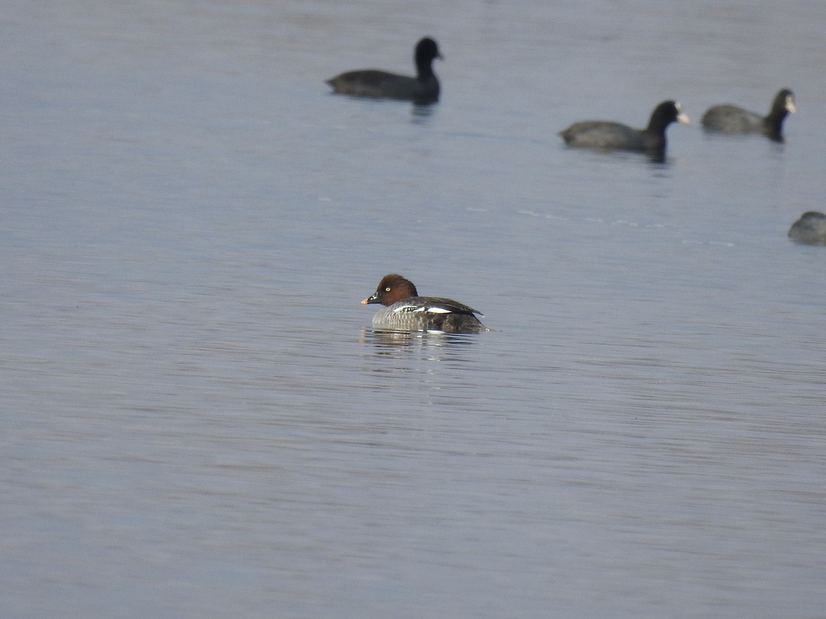עבראש ירוק - ML631856062