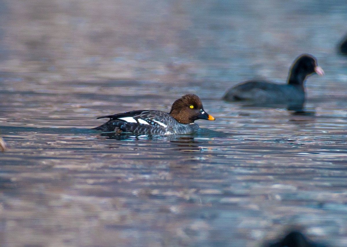 עבראש ירוק - ML631856063