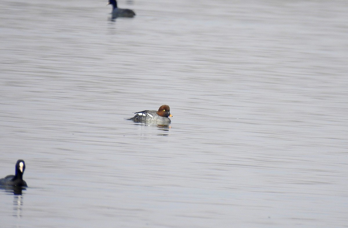 עבראש ירוק - ML631856065