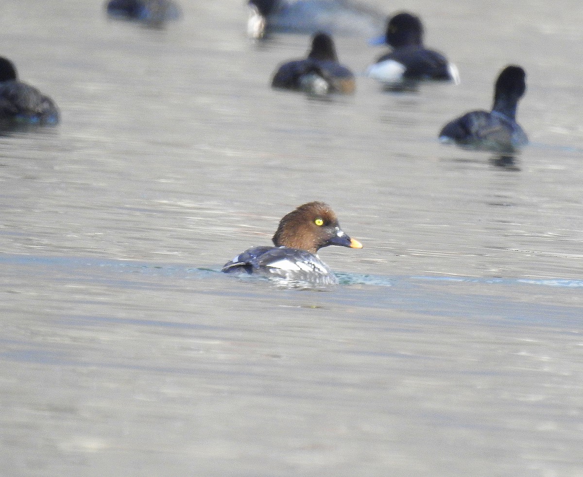 עבראש ירוק - ML631856067