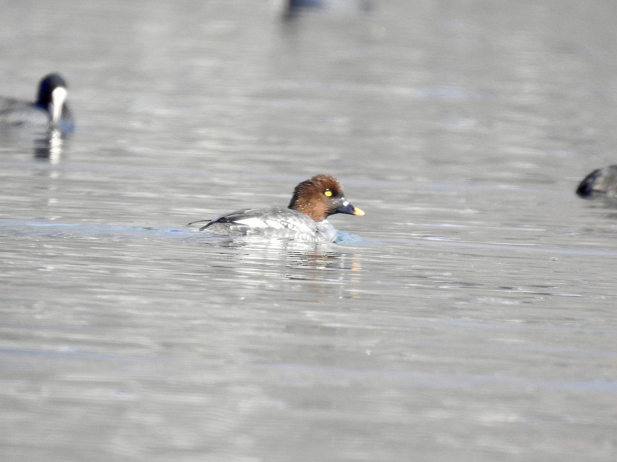 עבראש ירוק - ML631856068