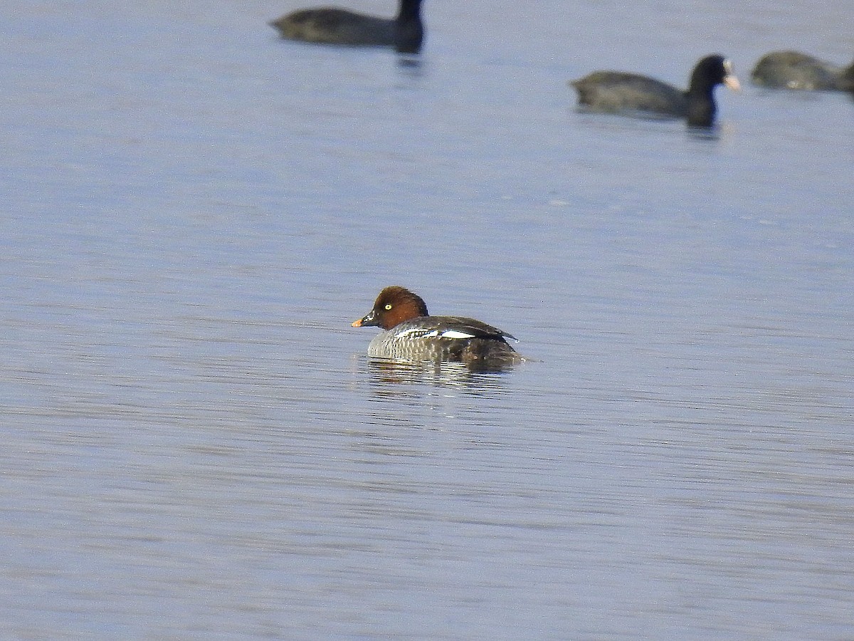 עבראש ירוק - ML631856069