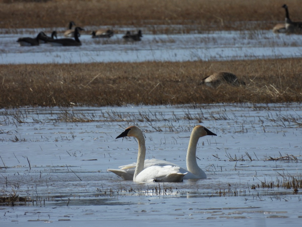 labuť trubač - ML631856094