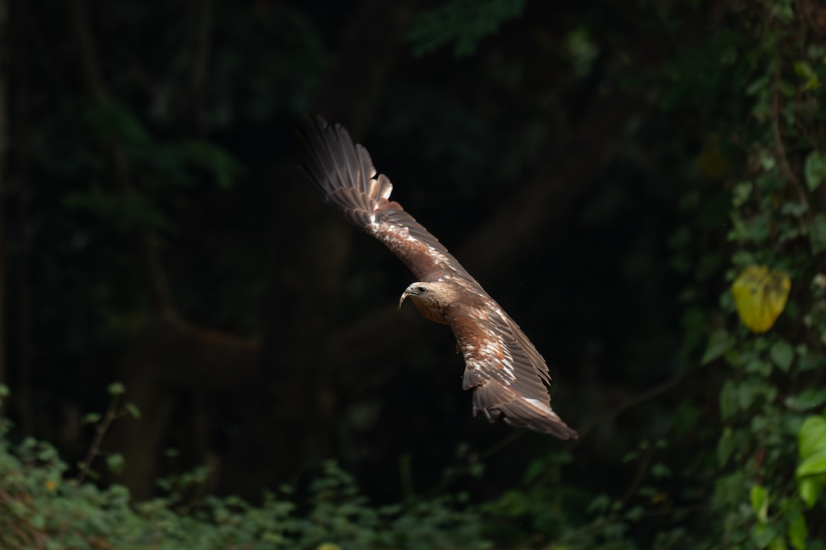 Brahminy Kite - ML631856099
