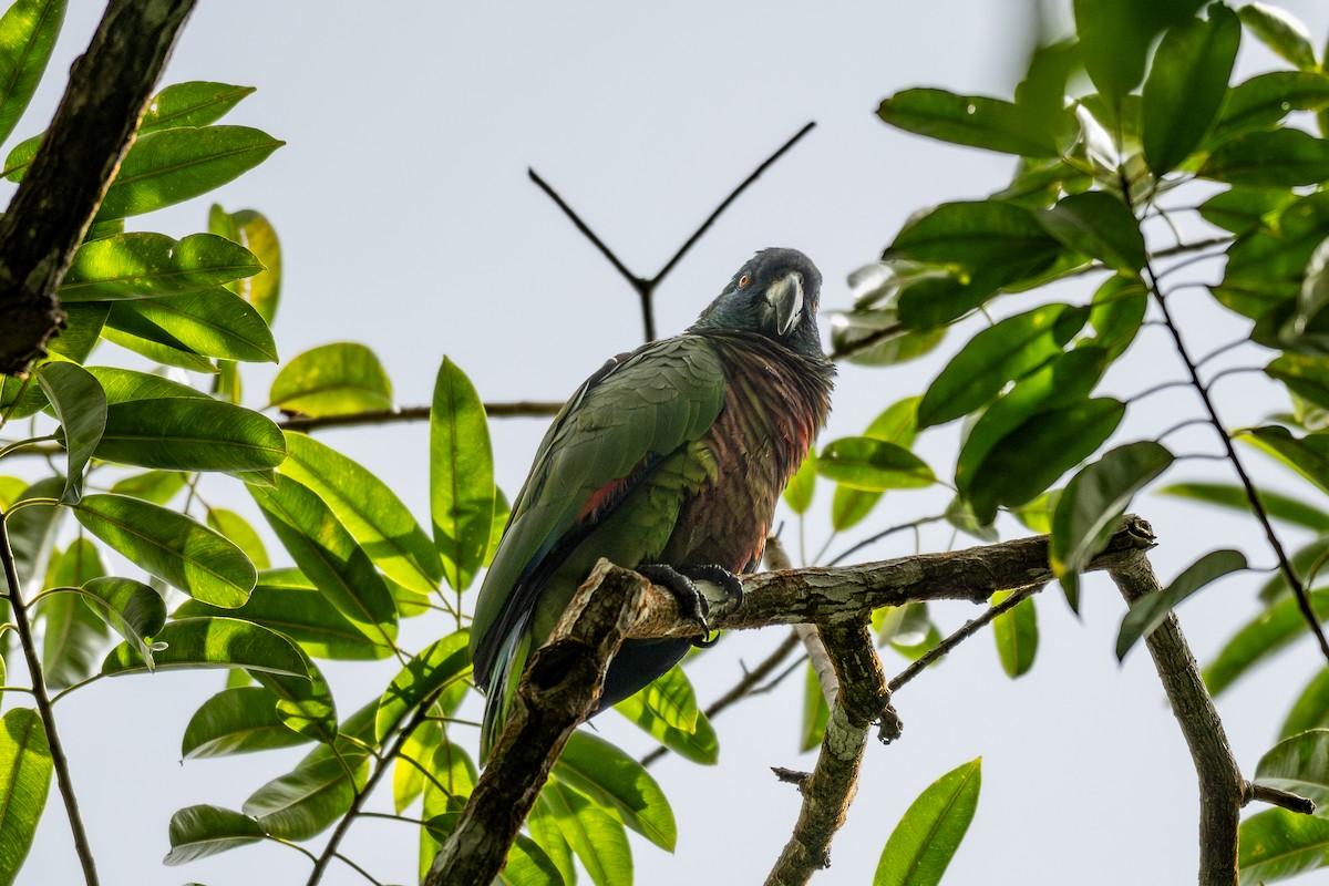 St. Lucia Amazon - ML631856103