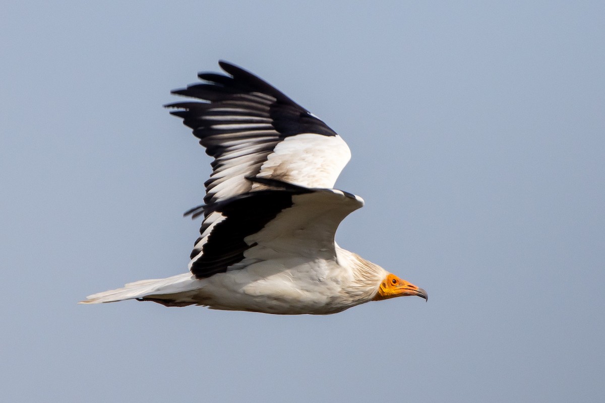 Egyptian Vulture - ML631856141