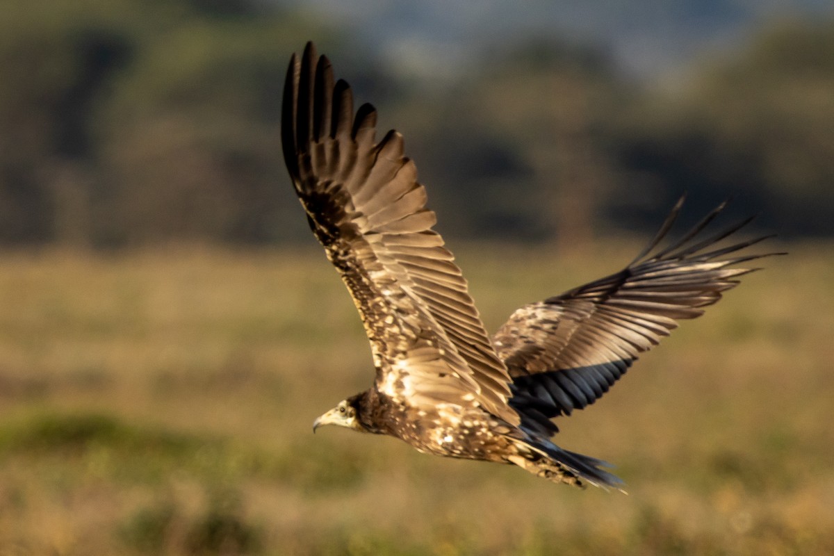 Egyptian Vulture - ML631856142