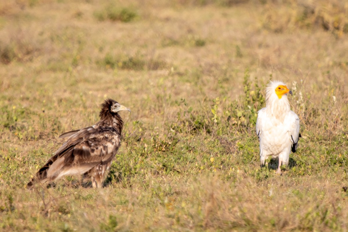 Egyptian Vulture - ML631856143