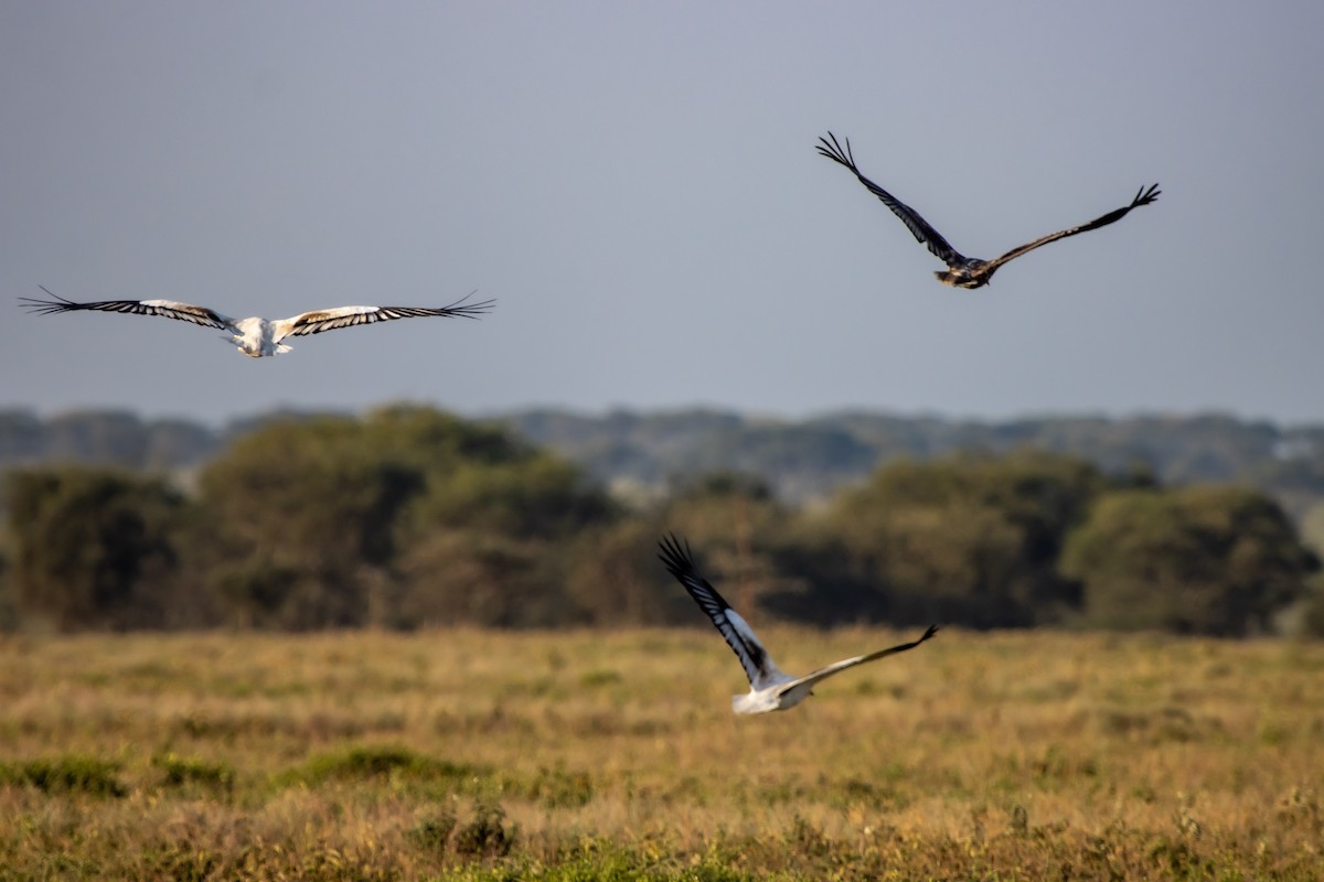 Egyptian Vulture - ML631856144