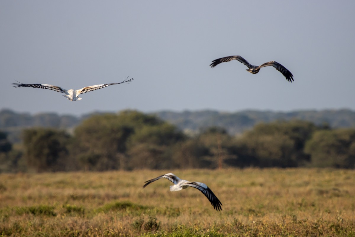 Egyptian Vulture - ML631856145