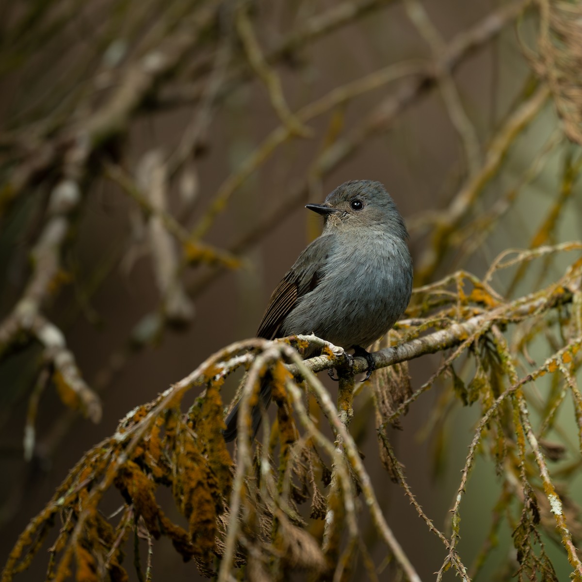Nilgiri Flycatcher - ML631856170