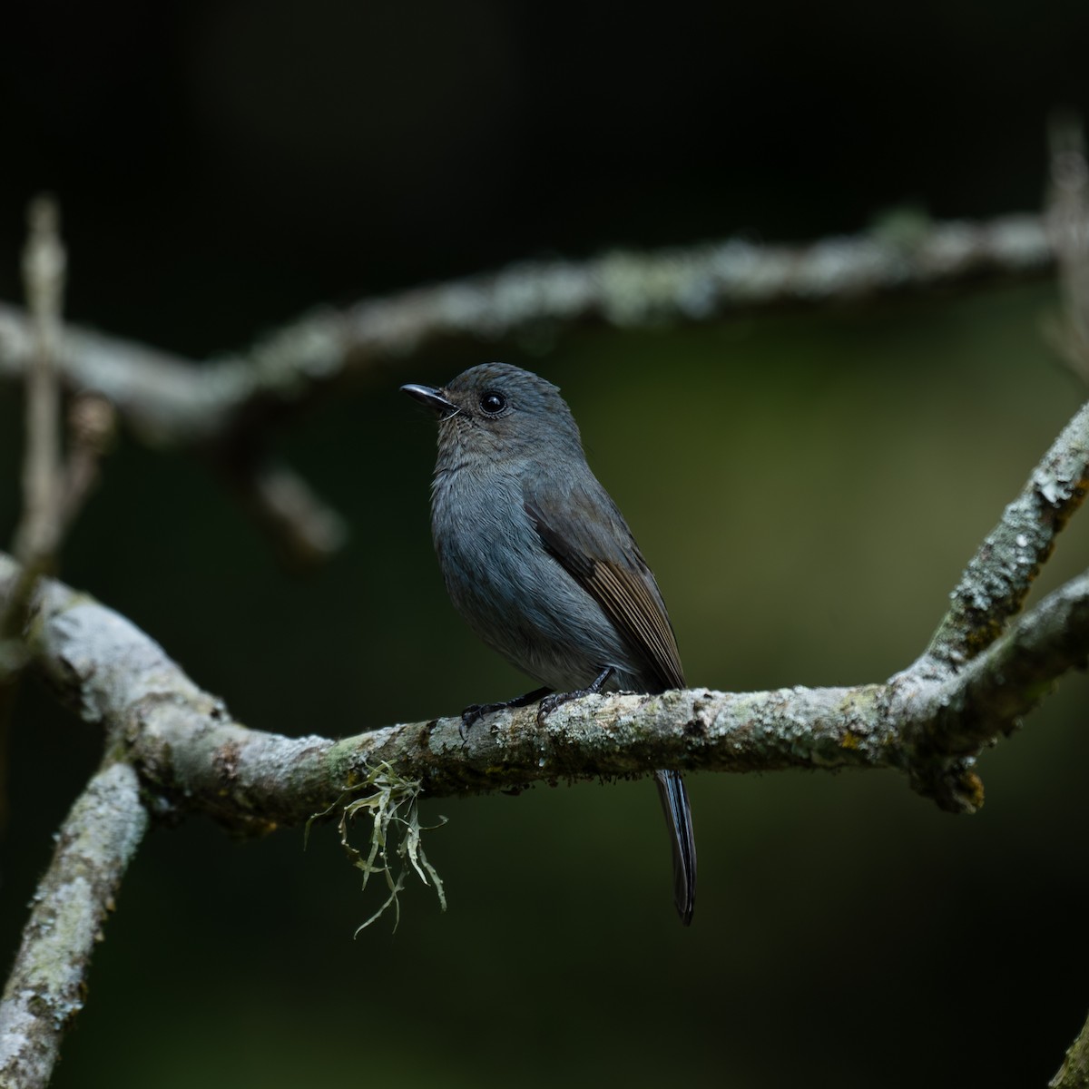 Nilgiri Flycatcher - ML631856171