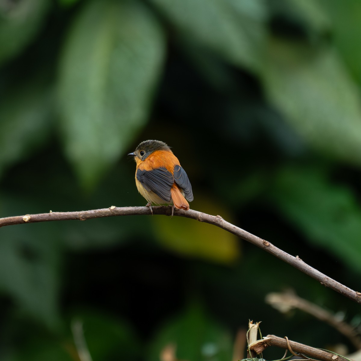 Black-and-orange Flycatcher - ML631856176