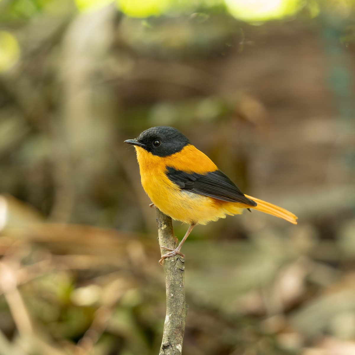 Black-and-orange Flycatcher - ML631856177