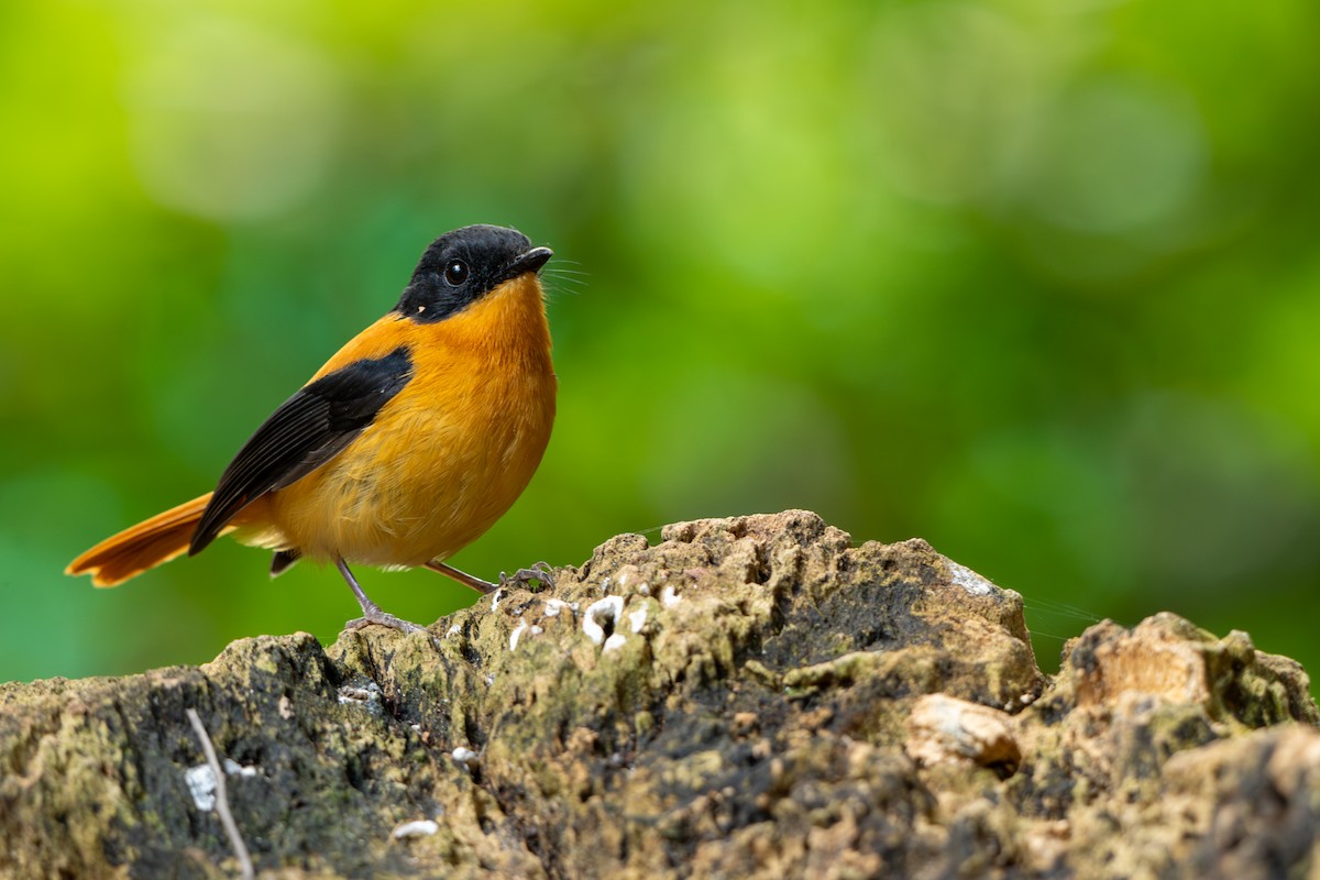 Black-and-orange Flycatcher - ML631856178