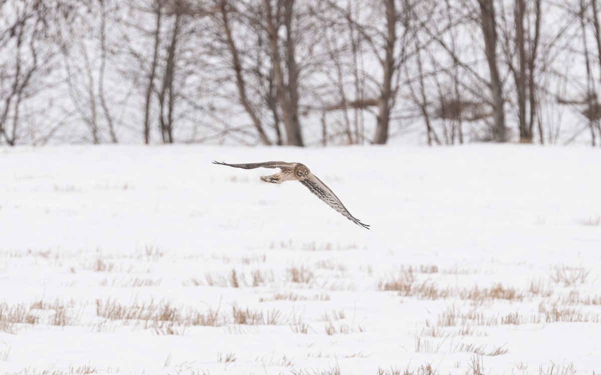 Pallid Harrier - ML631856199