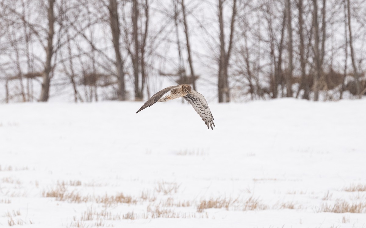 Pallid Harrier - ML631856200