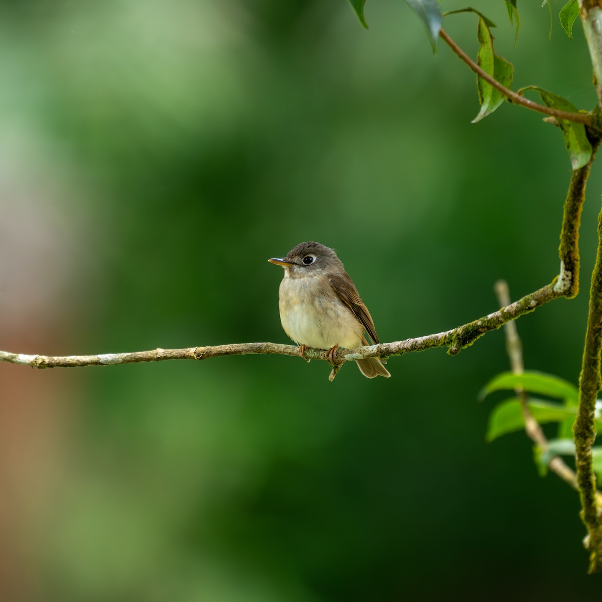 Brown-breasted Flycatcher - ML631856230