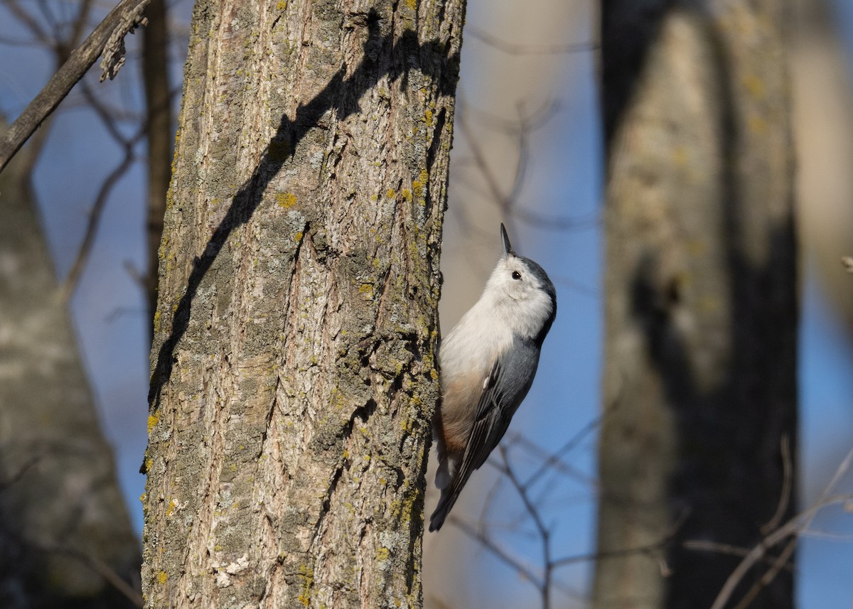 White-breasted Nuthatch - ML631856274