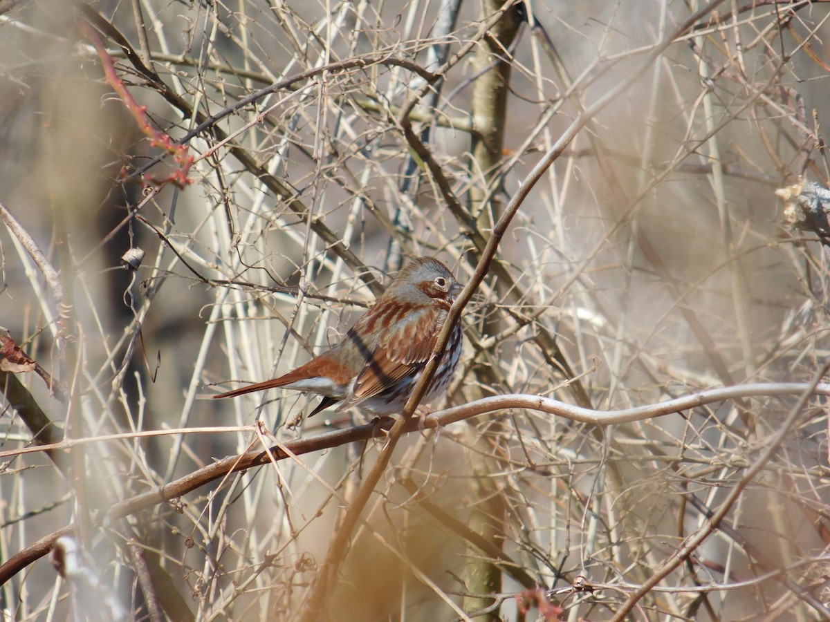 Fox Sparrow (Red) - ML631856301